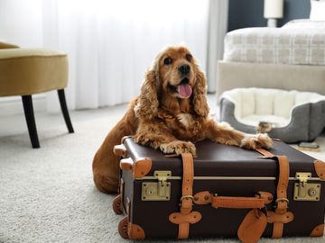  alt="HotelPlanner acquires platform for finding pet-friendly accommodations"  title="HotelPlanner acquires platform for finding pet-friendly accommodations" 